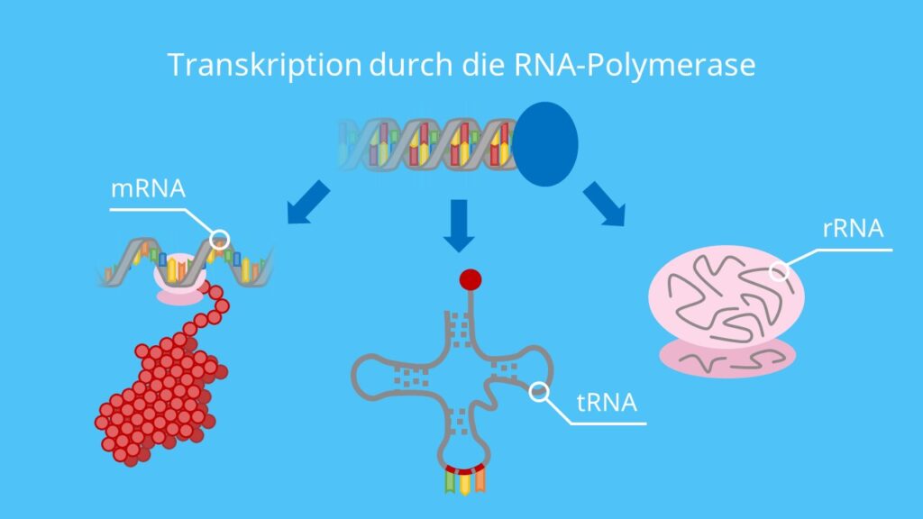 Transkription durch die RNA-Polymerase, RNA-Typen, mRNA, tRNA, rRNA, Ribose, Phosphatrest, Base, Transkription, Translation