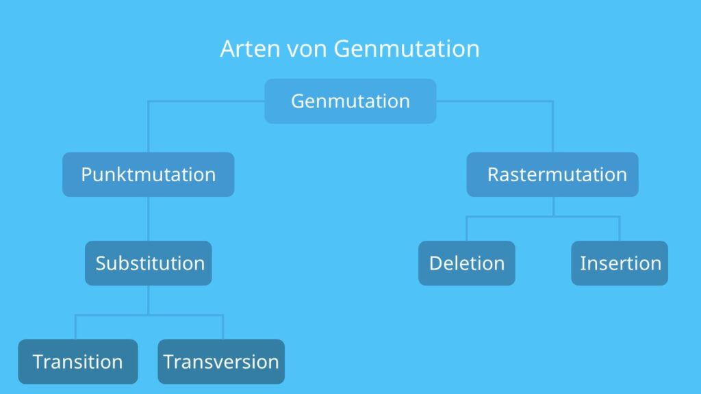 Deletion, Genmutation, Punktmutation, Rastermutation, Transition, Transversion, Insertion, Substitution