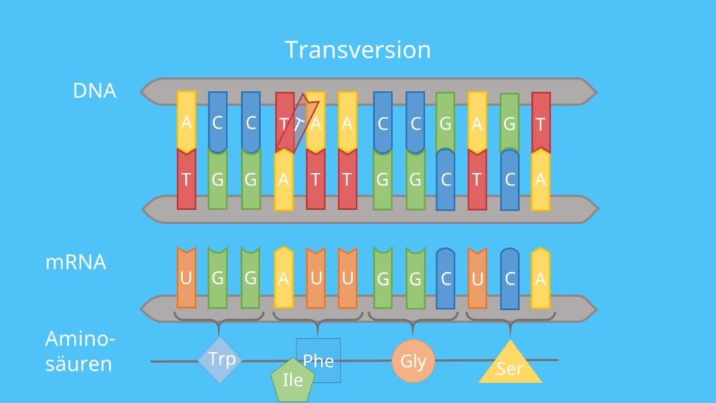 Genmutation, Mutation, DNA, mRNA, Substitution, Transition, Transversion, Punktmutation