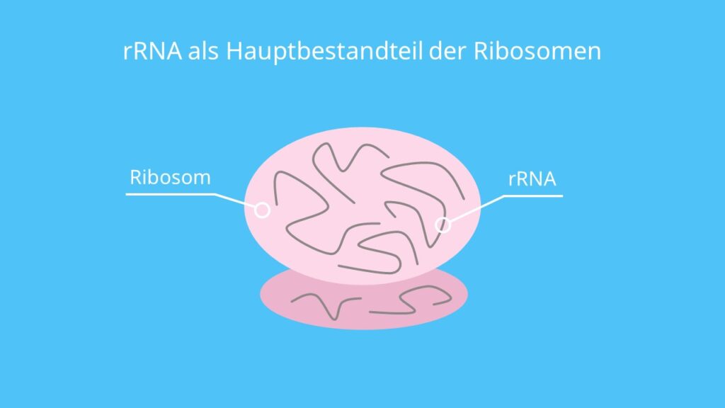 rRNA als Hauptbestandteil der Ribosomen, Ribsomen, rRNA, Proteinbiosynthese, Translation, Transkription, Eukaryoten, Prokaryoten