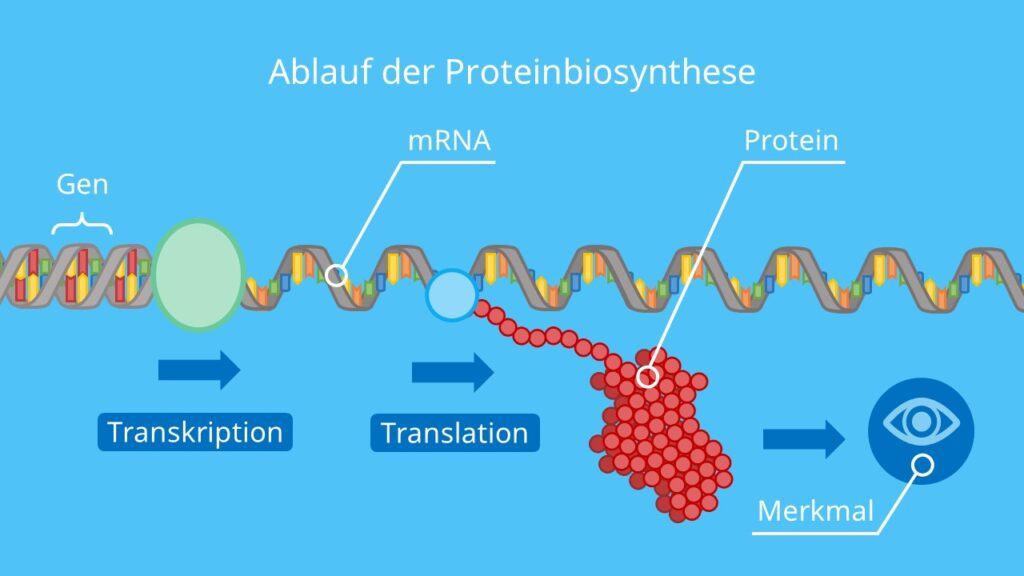 Ablauf der Proteinbiosynthese, Transkription, Translation, Proteinherstellung, DNA, mRNA, tRNA, Protein, Ribosom, Merkmal