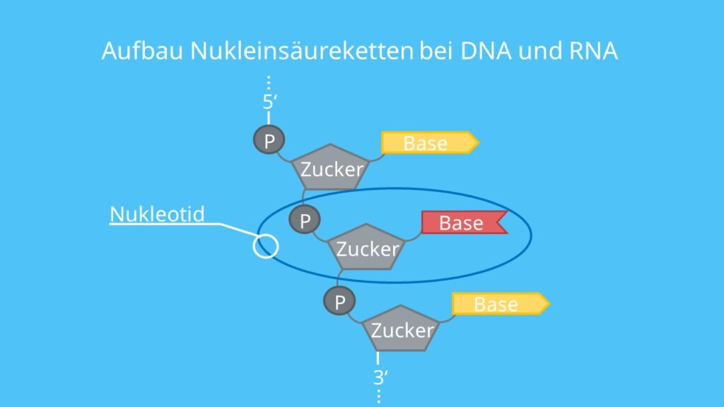 Aufbau Nukleinsäureketten, DNA, RNA, Nukleotid, Base, Phosphat, Zucker