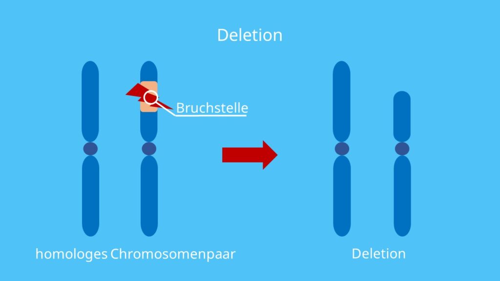 Chromosomenmutation, Chromosomenaberration, Chromosom, Deletion
