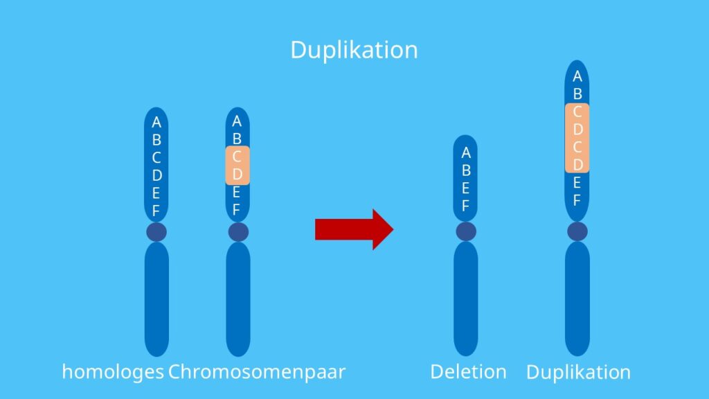 Chromosomenmutation, Chromosomenaberation, Chromosom, Duplikation homologe Chromosomen
