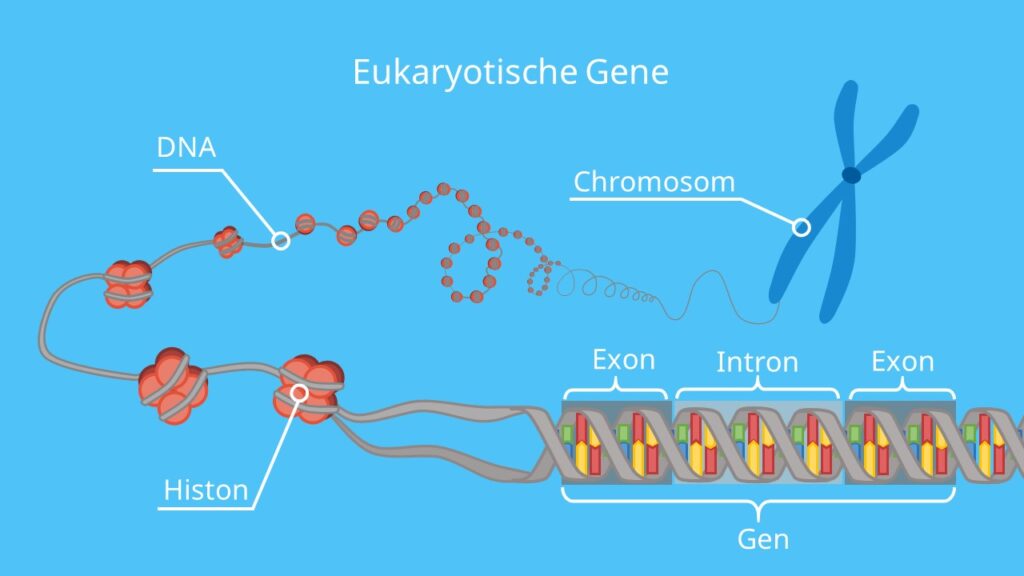 Eukaryotische Gene, Exons, Introns, Chromosomen, DNA, Histon, Spleißen