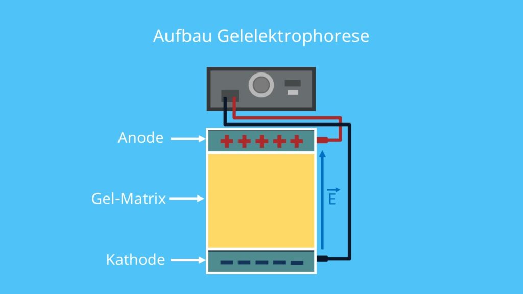 Gelelektrophorese, Aufbau, Agarose, elektrisches Feld