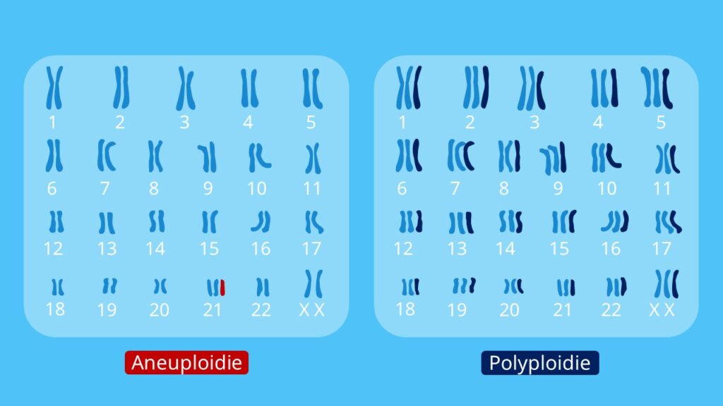 Genommutation, Genom, Polyploidie, Aneuploidie, Chromosom, Chromosomenaberration, Karyogramm