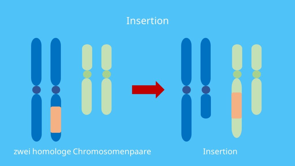 Chromosomenmutation, Chromosomenaberation, Chromosom, Insertion