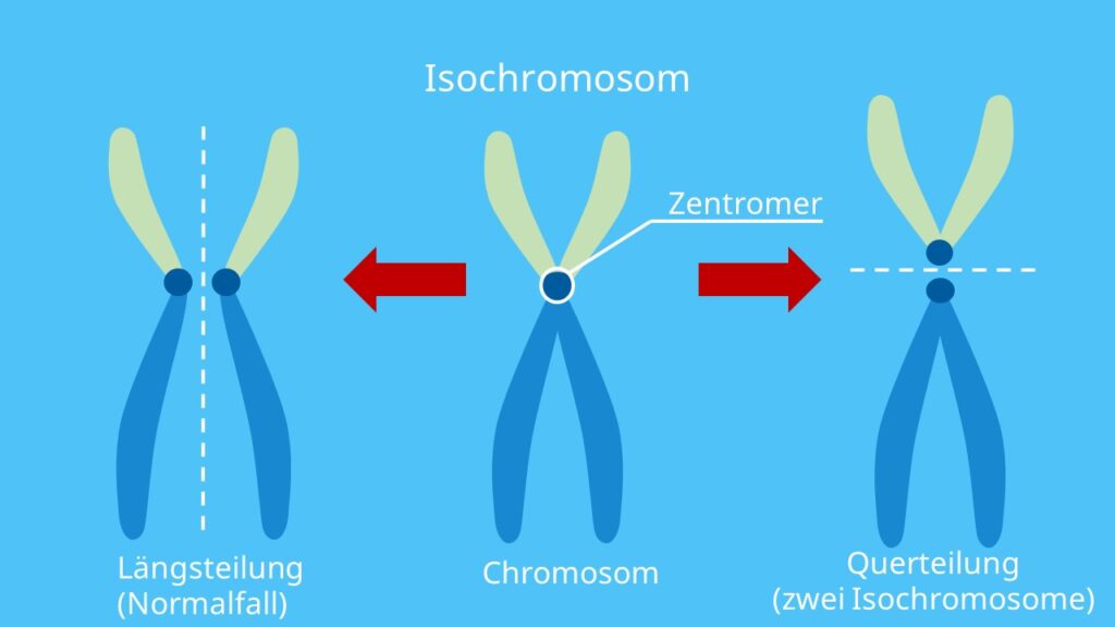 Chromosomenmutation, Chromosomenaberation, Chromosom, Isochromosom