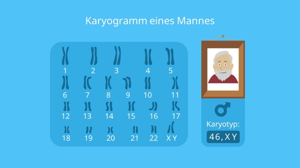 Karyogramm, homologe Chromosomen,  Autosomen, Gonosomen, Karyogramm Mann