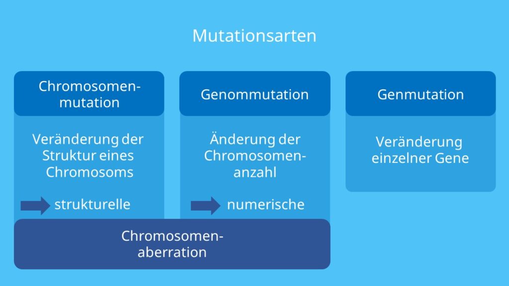 Chromosomenmutation, Genmutation, Genommutation, Chromosomenaberration, strukturelle Chromosomenaberration