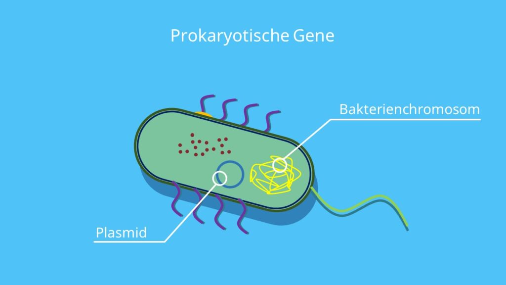 Prokaryotische Gene, Bakterienchromosom, Plasmid, Bakterien, Prokaryoten, DNA