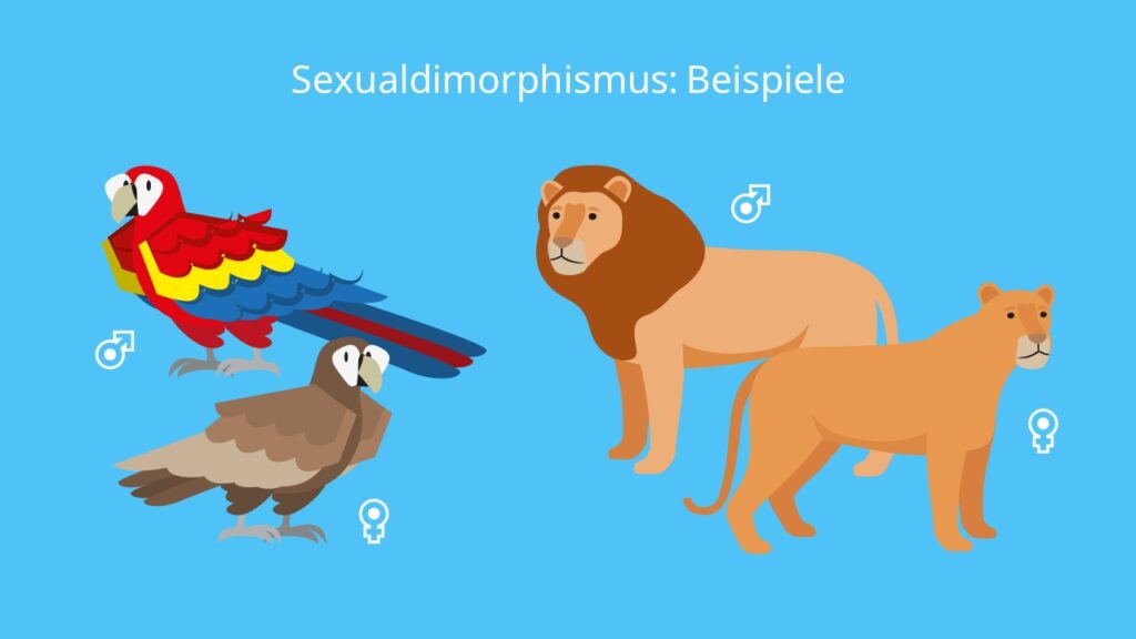 Sexualdimorphismus Beispiele, Geschlechtsdimorphismus, sekundäre Geschlechtsmerkmale, tertiäre Geschlechtsmerkmale, Paradiesvögel, Männchen, Weibchen, Löwen