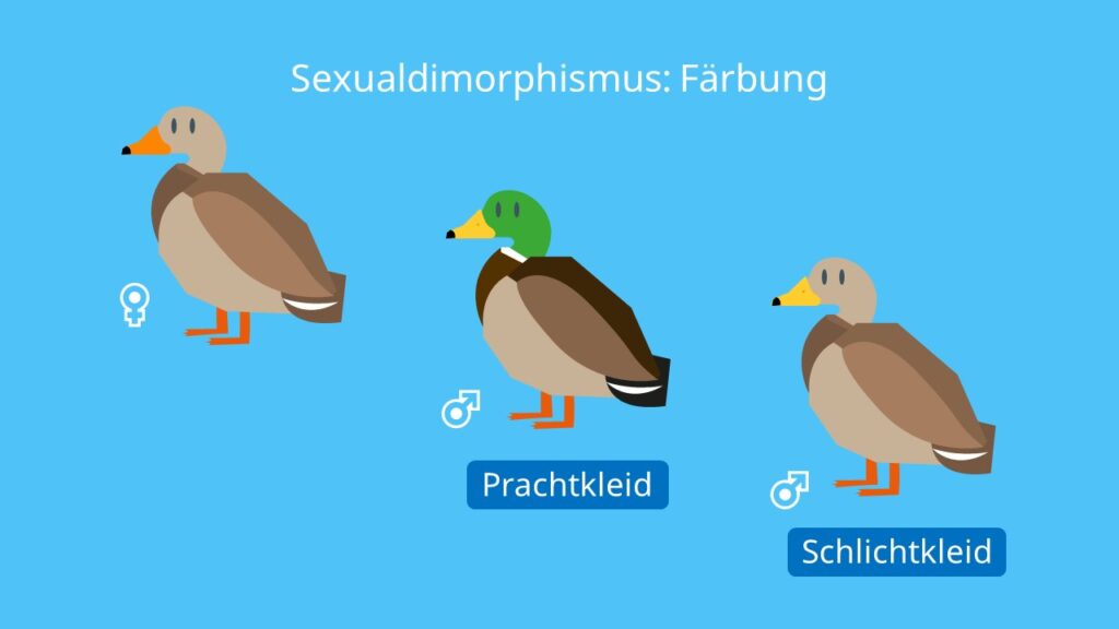 Sexualdimorphismus: Färbung, Enten, Geschlechtsdimorphismus, Schlichtkleid, Prachtkleid