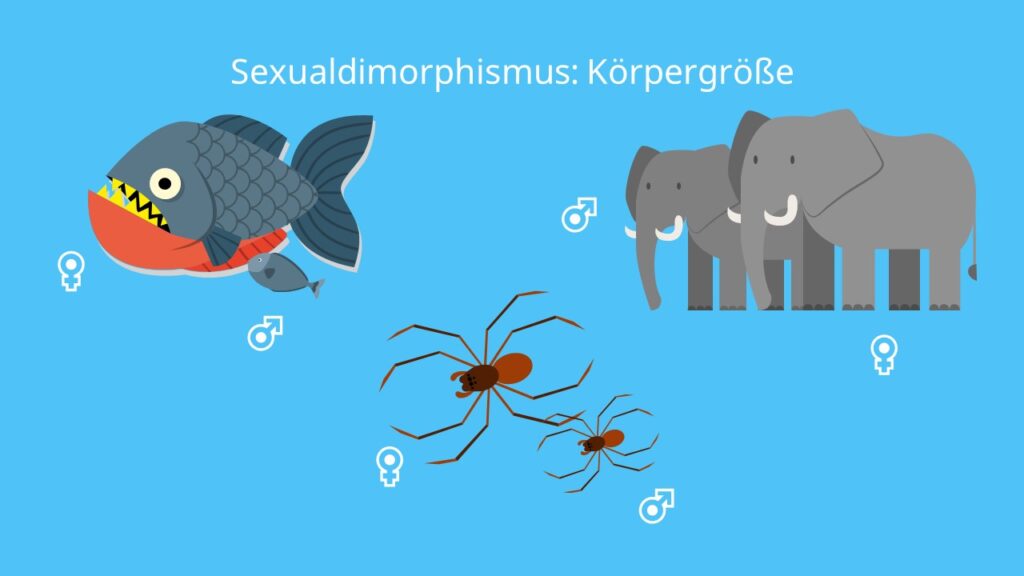 Sexualdimorphismus: Körpergröße, Weibchen, Männchen, Elefant, Spinnen, Zwergmännchen, Geschlechtsdimorphismus