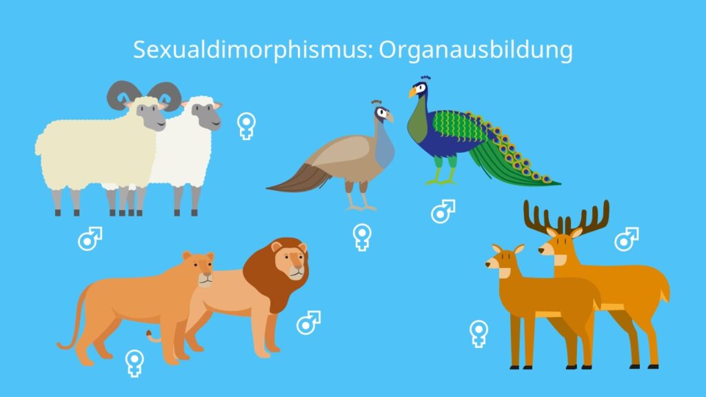Sexualdimorphismus: Organausbildung, Geschlechtsdimorphimus, Schafe, Hirsch, Hirschkuh, Pfau, Weibchen, Männchen, Löwe
