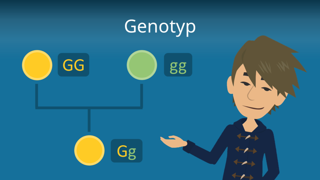 Zum Video: Genotyp