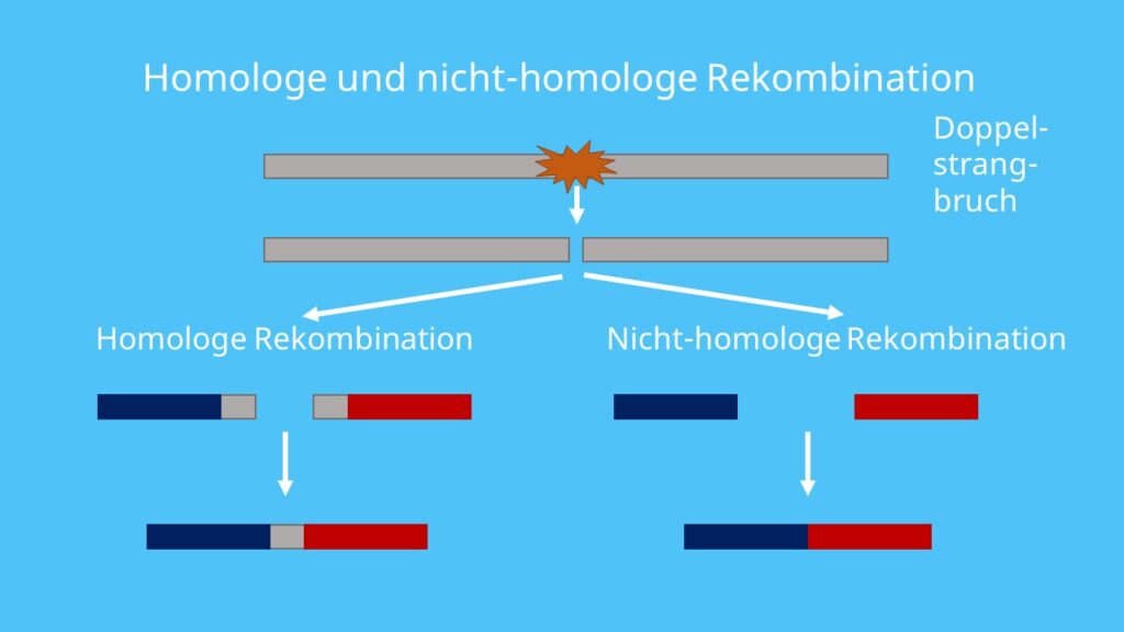 Homologe Rekombination,  Nicht-homologe Rekombination, Doppelstrangbruch, DNA-Reparatur