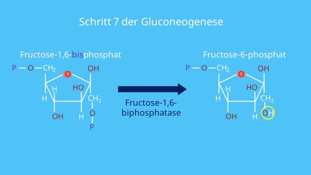 Enzyme, Phosphorylierung