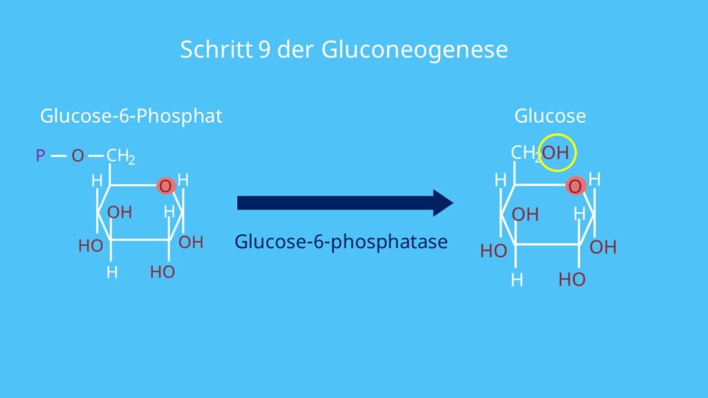 Enzym, Glucose Aufbau
