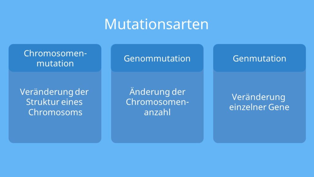 Chromosomenmutation, Genmutation, Genommutation, Chromosomenaberration, strutkturelle Chromosomenaberration, Mutationsarten, was ist eine Mutation, Mutationsformen, Mutationstypen, Arten von Mutationen, was sind Mutationen, Mutation einfach erklärt
