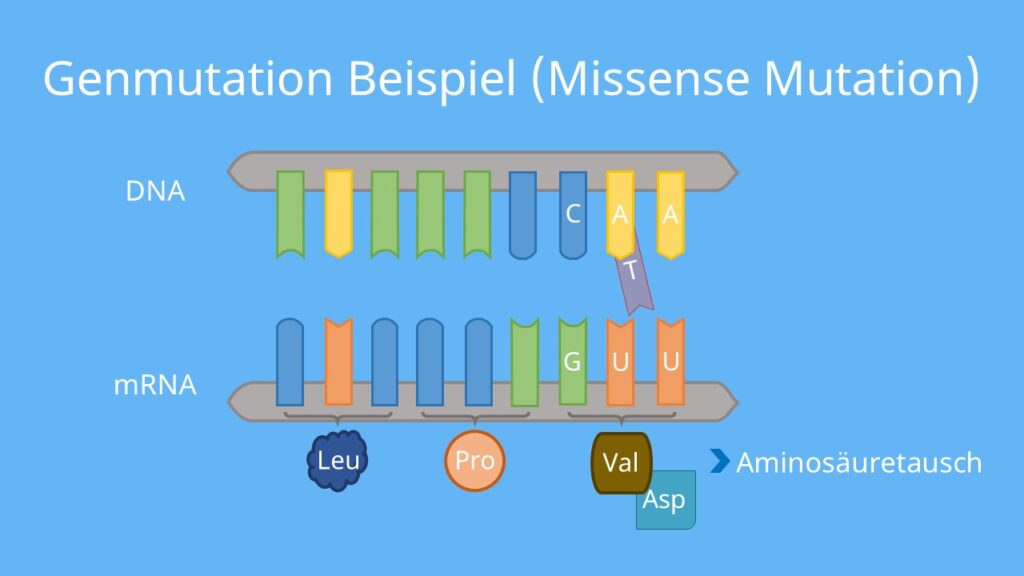 Punktmutation, missensemutation, Mutationsarten, was ist eine Mutation, Mutationsformen, Mutationstypen, Arten von Mutationen, was sind Mutationen, Mutation einfach erklärt, mutation beispiele
