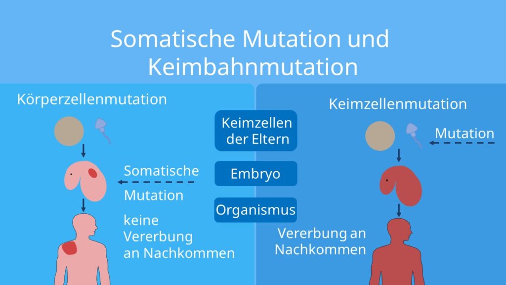 Keimbahnmutation, somatische Mutation, Meiose, Mitose Keimzellen, Körperzellen, Vererbung, Mensch