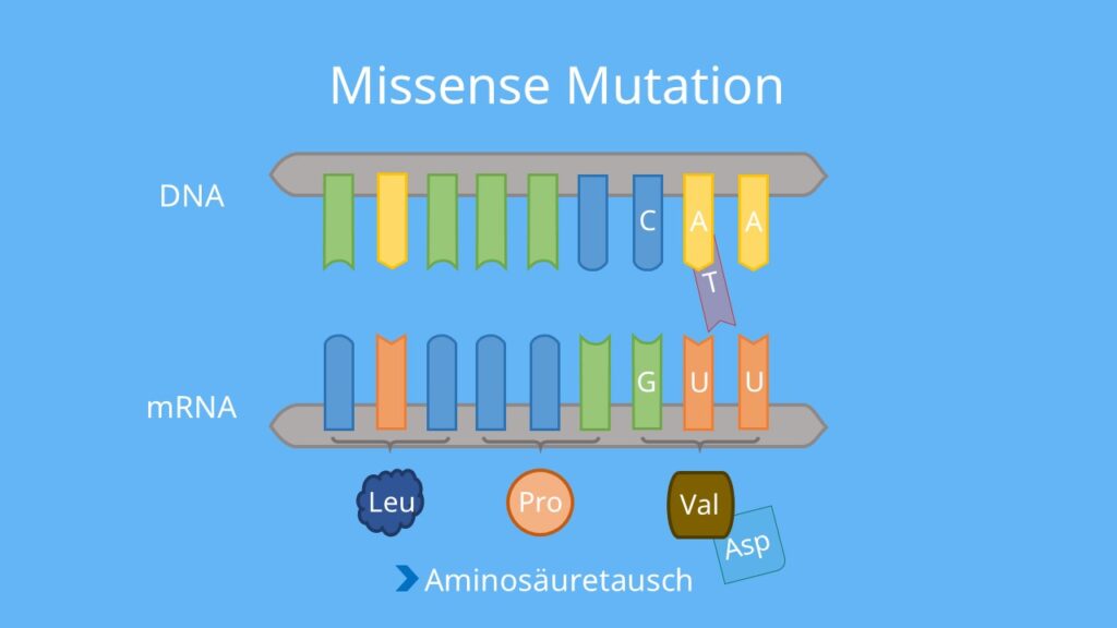 Codon, DNA, mRNA, Punktmutation, Base, Mutation, Aminosäuresequenz, Phänotyp, Proteinbiosynthese, Translation, missense Mutation