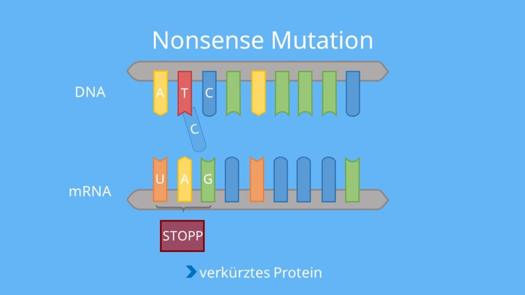 Codon, DNA, mRNA, Punktmutation, Base, Mutation, Aminosäuresequenz, Phänotyp, Proteinbiosynthese, Translation, nonsense mutation