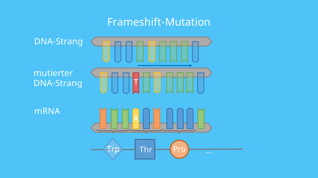 Codon, DNA, mRNA, Punktmutation, Base, Mutation, Aminosäuresequenz, Phänotyp, Proteinbiosynthese, Translation, Rastermutation