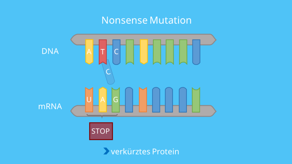 Codon, DNA, mRNA, Punktmutation, Base, Mutation, Aminosäuresequenz, Phänotyp, Proteinbiosynthese, Translation, nonsense mutation