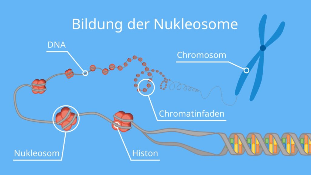 Bildung der Nukleosome, DNA, Chromosom Aufbau, Histon, Nukleosom
