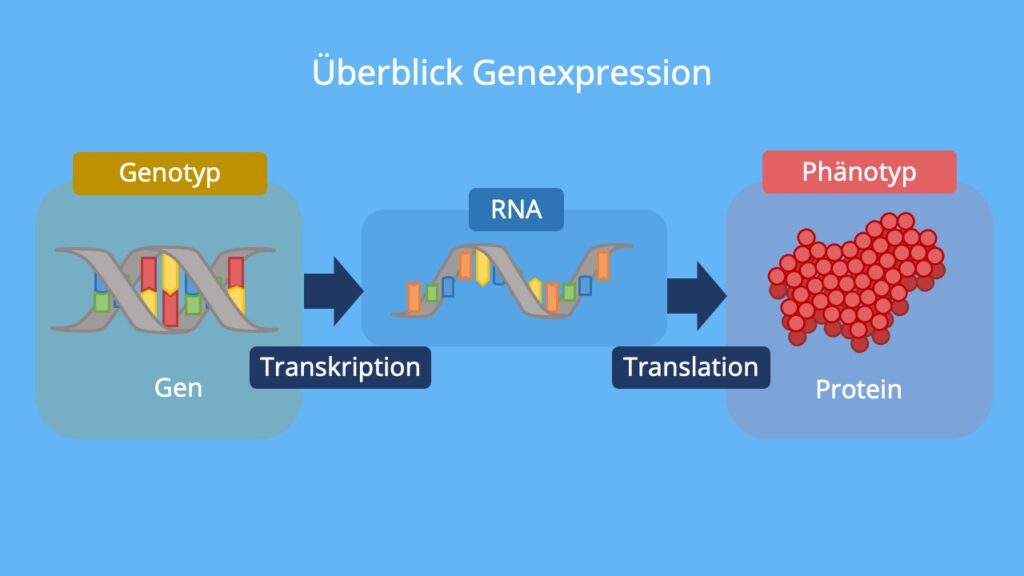 Genexpression, Translation, Transkription, Genotyp, Phänotyp, DNA, mRNA, Protein