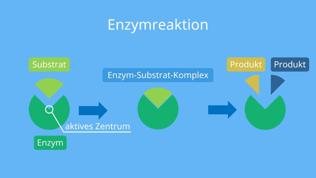 Enzyme, enzymatische Reaktion, Substrate, aktives Zentrum