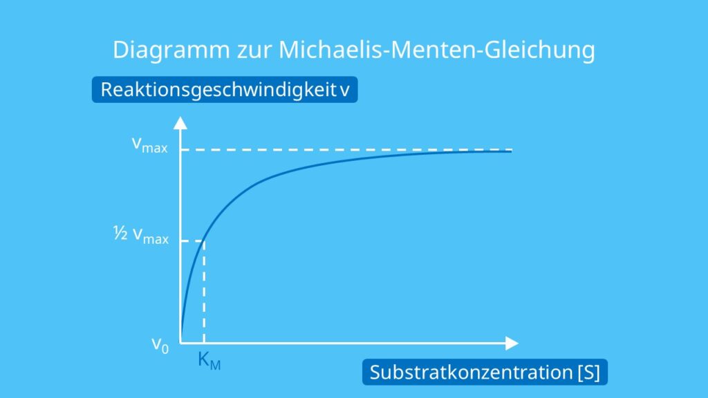 Diagramm zur Michaelis-Menten-Gleichung, Michaelis Menten Gleichung, Enzymaktivität, Michaelis Menten, Michaelis Menten Kinetik, Michaelis Menten Diagramm