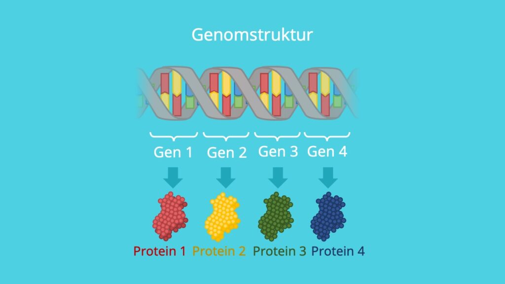 DNA, Gene, Proteine, Translation, Proteinbiosynthese, Genstruktur