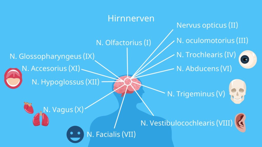 Peripheres Nervensystem, Nerv Vagus, Gehirn, Zentrales Nervensystem