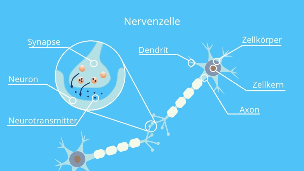 Neuron, Zentrales Nervensystem, ZNS, Synapse, Dendriten, Axon, Zellkern, Neurotransmitter