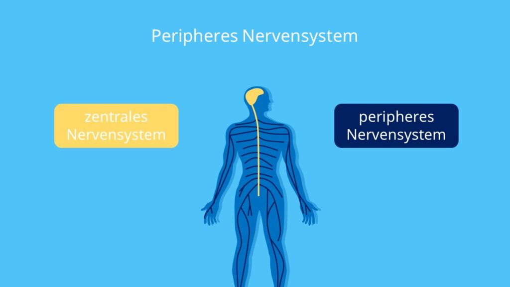 Zentrales Nervensystem, ZNS, PNS; Muskeln, Organe, Periphere Nerven
