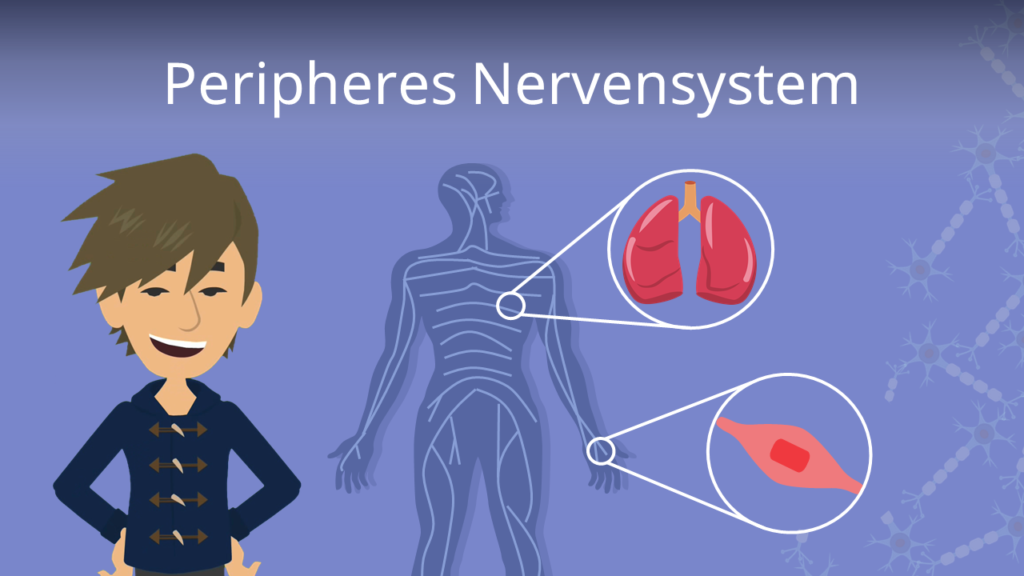 Zum Video: Peripheres Nervensystem