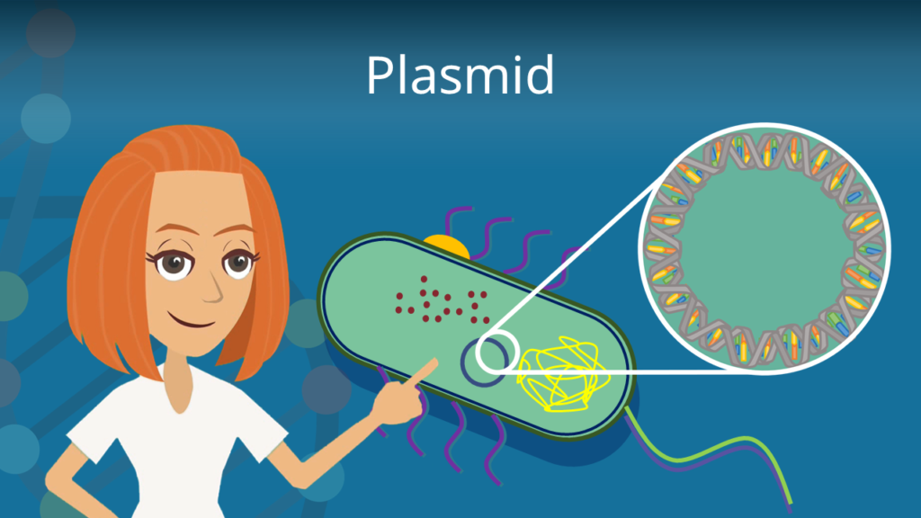 Zum Video: Plasmid
