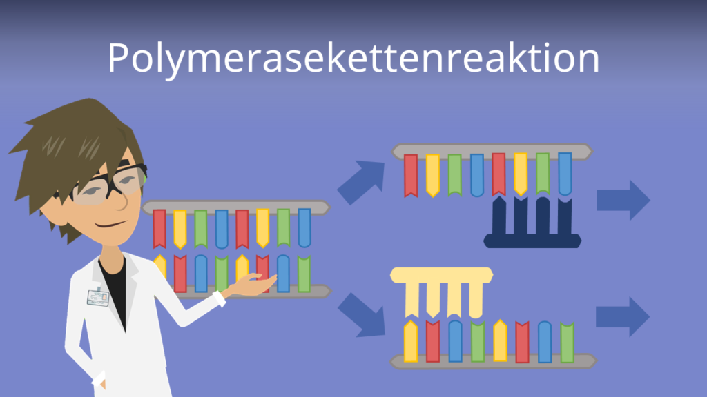 Zum Video: Polymerasekettenreaktion (PCR)