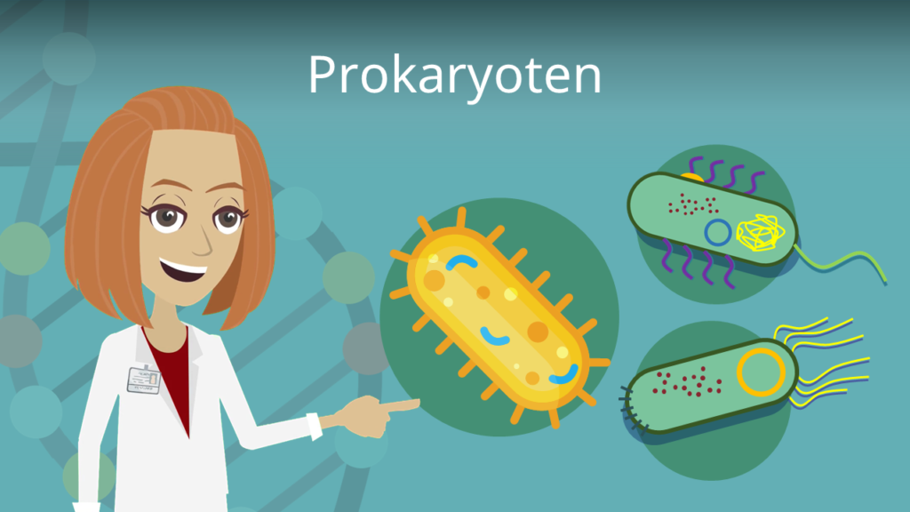 Zum Video: Prokaryoten 