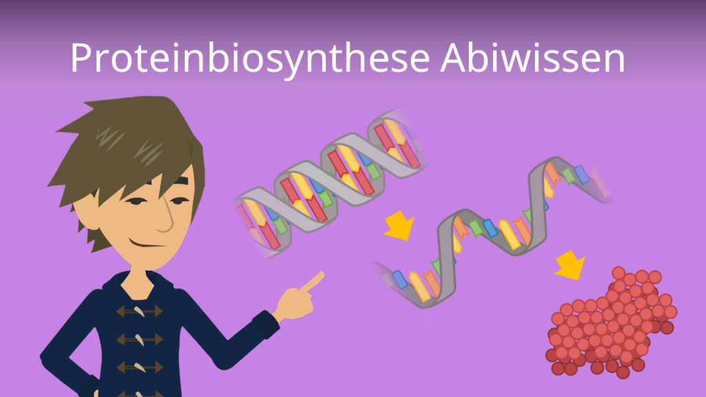 Zum Video: Proteinbiosynthese