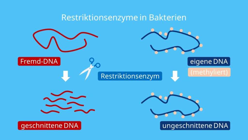 Restriktionsenzyme in Bakterien, Restriktionsenzyme, Bakterien, Methylierung, Virenabwehr, Fremd-DNA