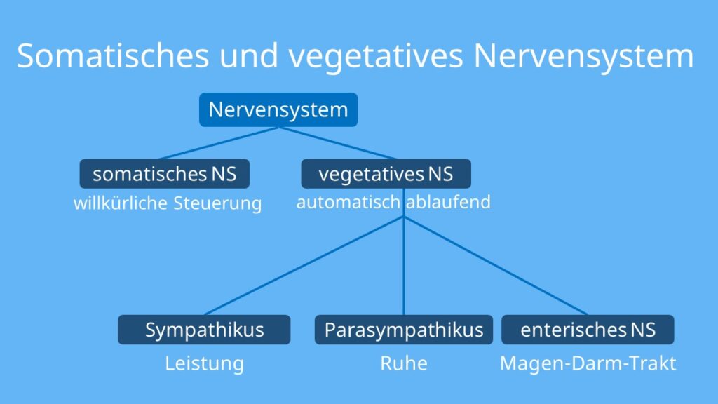 Somatisches Nervensystem, willkürliches Nervensystem, autonomes Nervensystem, Sympathisches Nervensystem, Sympathikus, Parasympathisches Nervensystem, Parasympathikus, Enterisches Nervensystem  