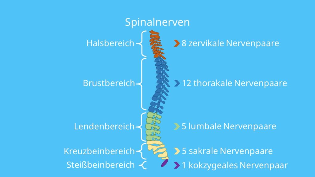 Periphere Nervensystem, Nerven, Nerv, periphere Nerven, Wirbelsäule, Rückenmark