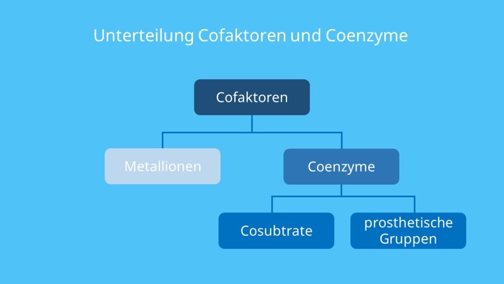 prosthetische Gruppe, Cofaktoren, Coenzyme, Cofaktoren Enzyme