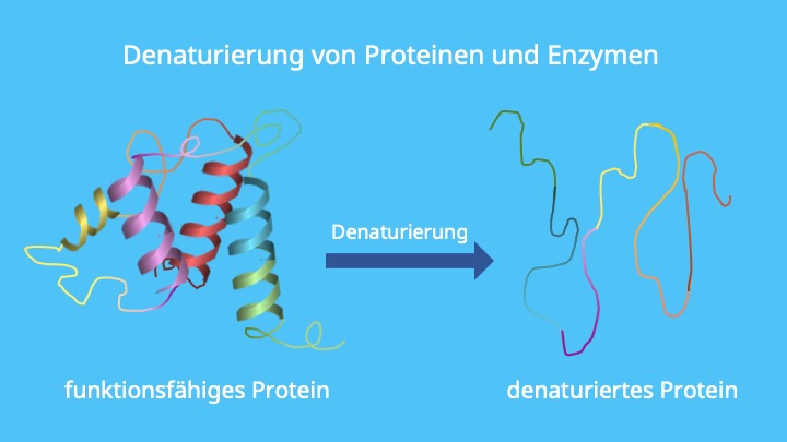 Denaturierung von Enzymen, Proteindenaturierung, Hitzedenaturierung
