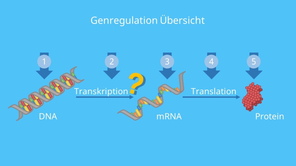DNA, Transkription, mRNA, Translation, Protein, Proteinbiosynthese, Genregulation, Genexpression, Gen